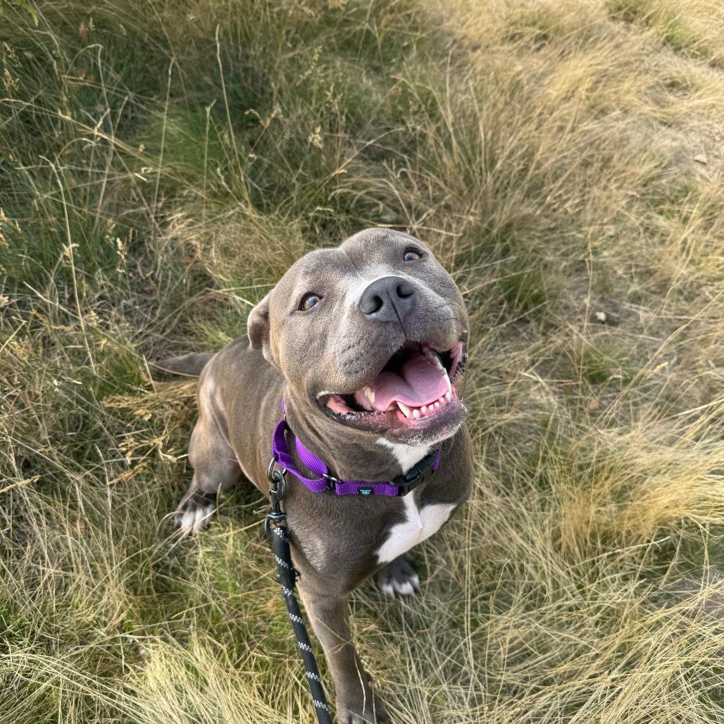 Enlarge Thea, a Adoptable mixed breed in Pullman, WA image 2/6