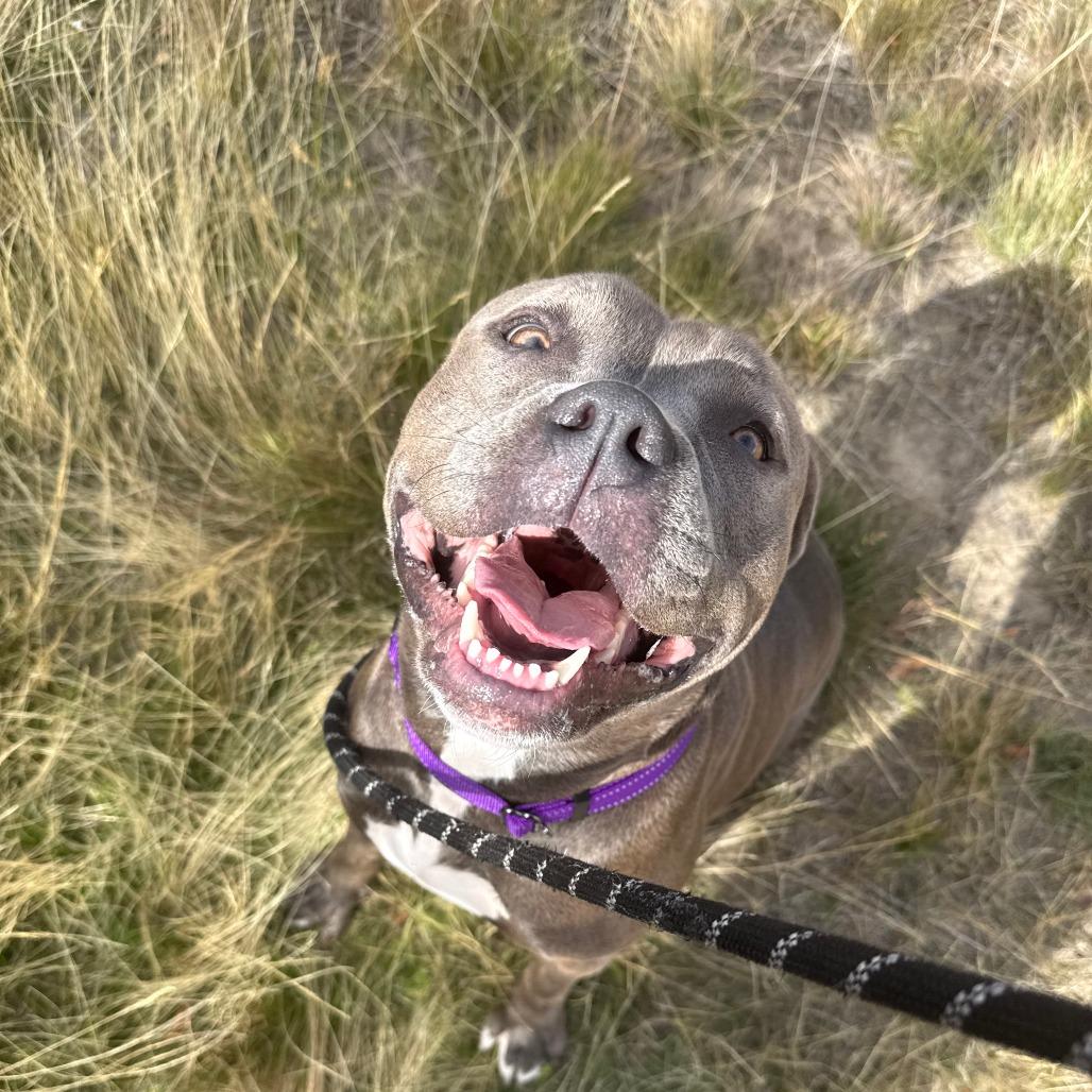Enlarge Thea, a Adoptable mixed breed in Pullman, WA image 3/6
