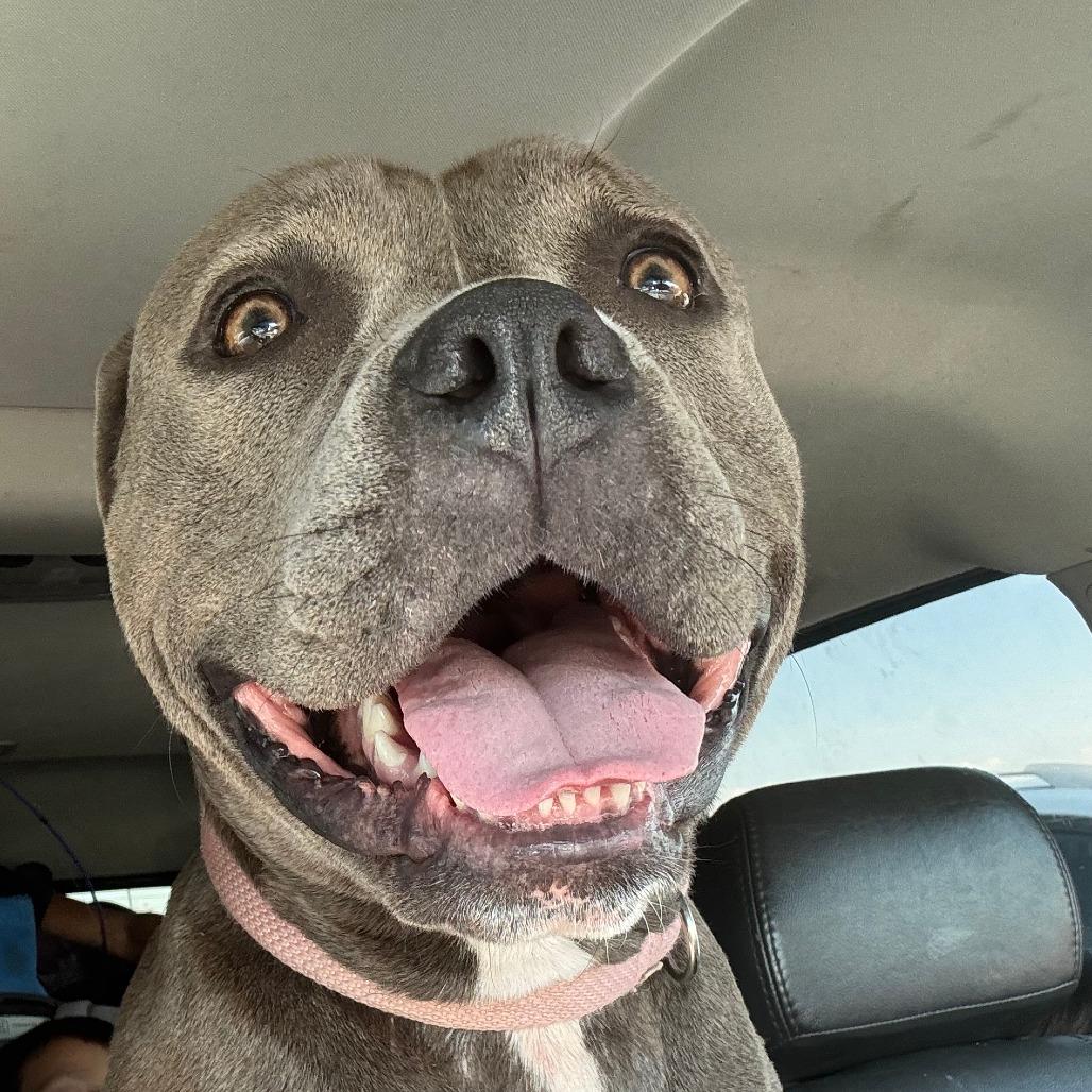 Enlarge Thea, a Adoptable mixed breed in Pullman, WA image 4/6