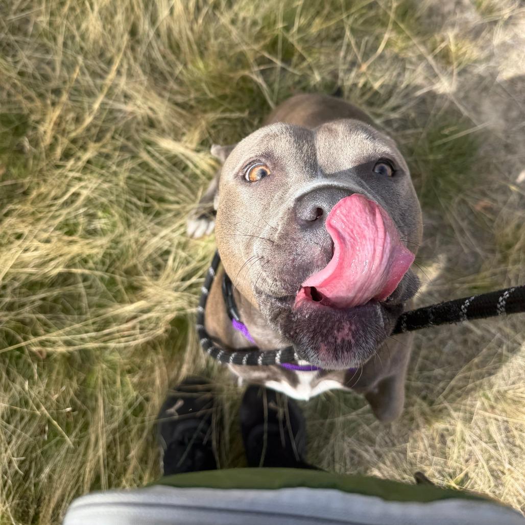 Enlarge Thea, a Adoptable mixed breed in Pullman, WA image 5/6