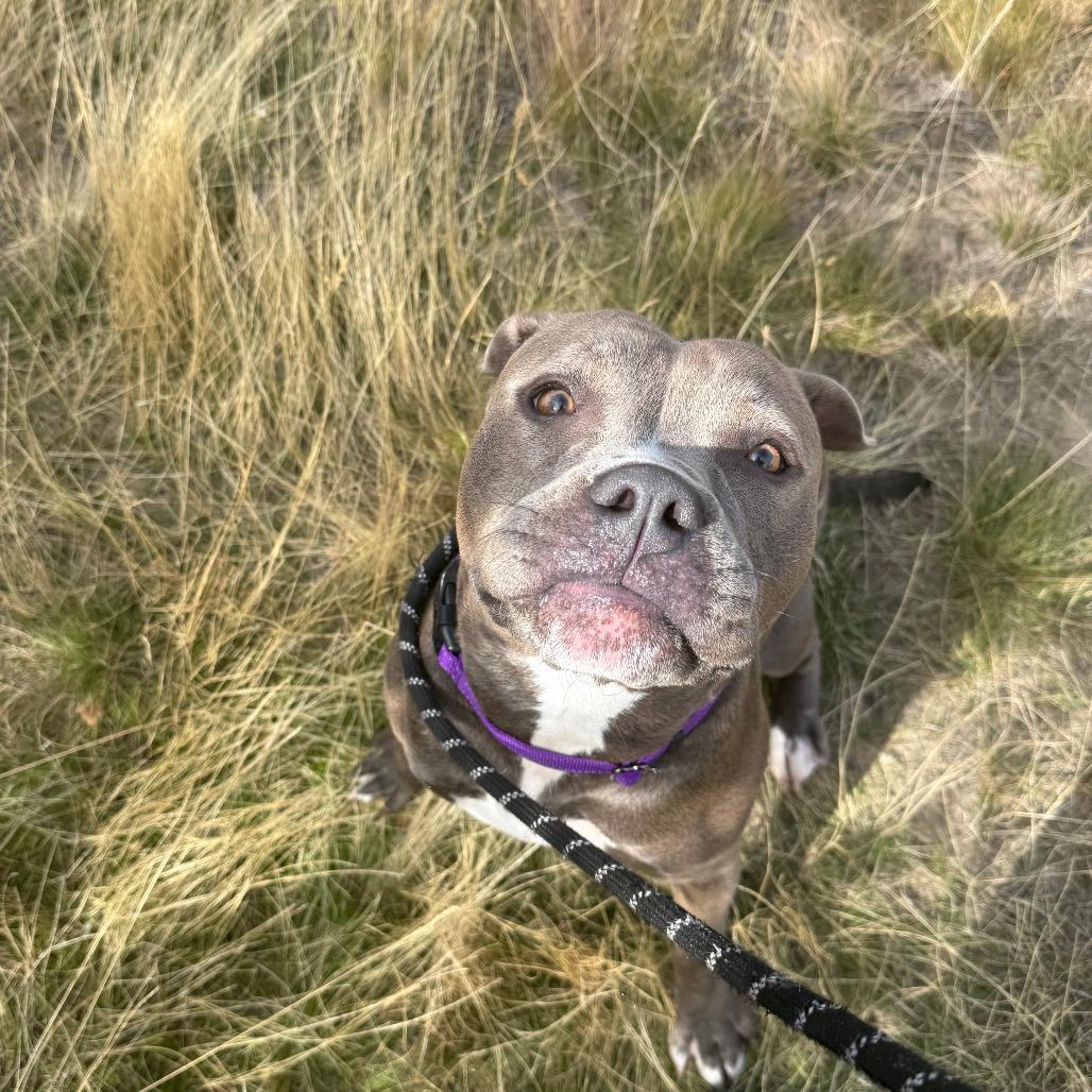 Enlarge Thea, a Adoptable mixed breed in Pullman, WA image 6/6
