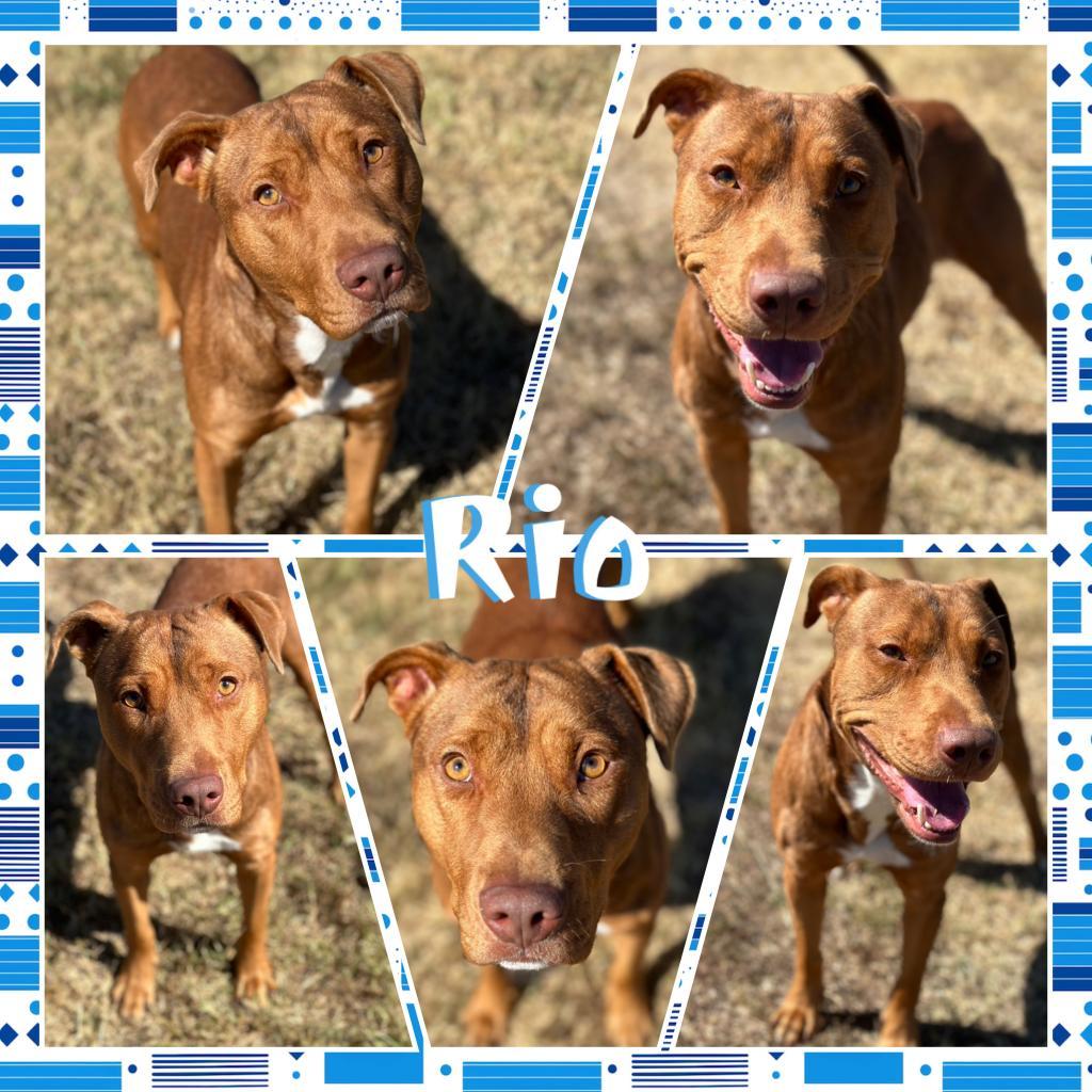 Rio, Adoptable, Adult Male Pit Bull Terrier.