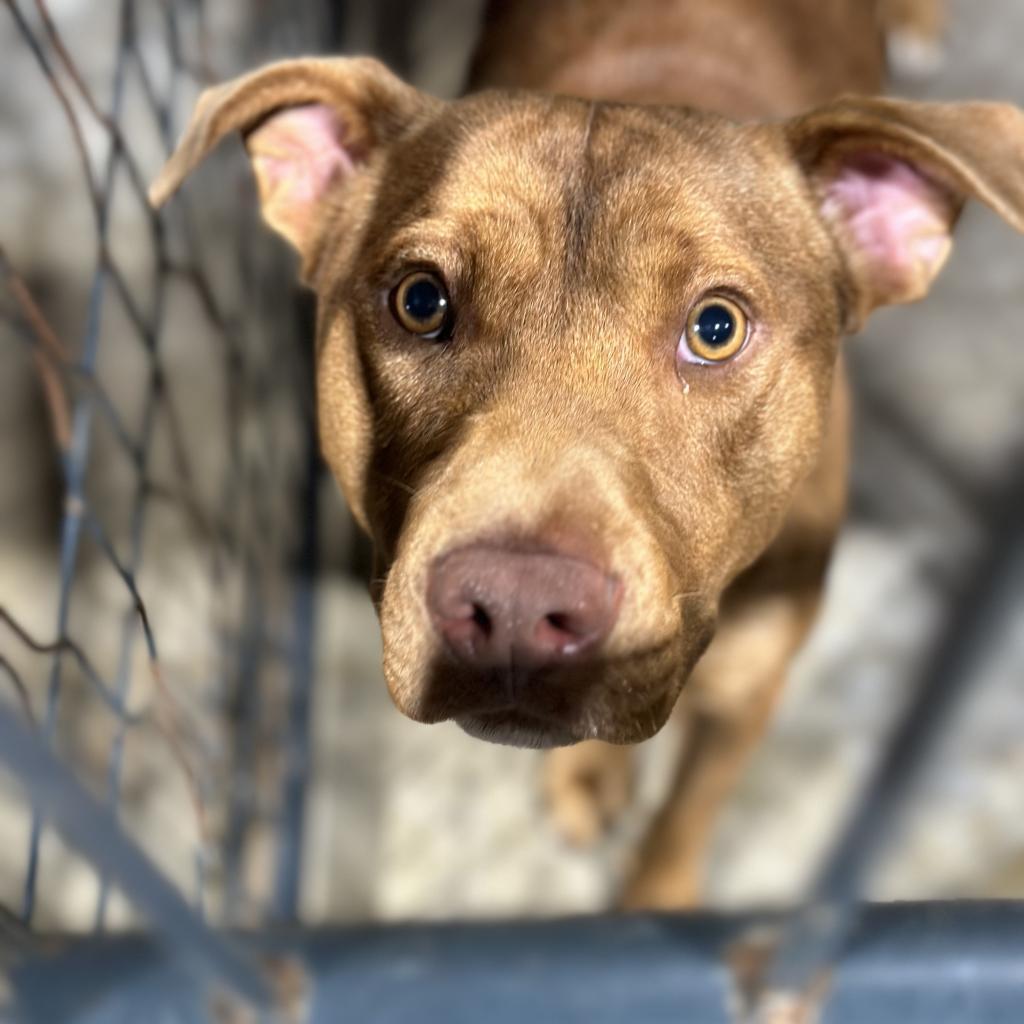 Enlarge Rio, a Adoptable mixed breed in Fort Smith, AR image 2/3