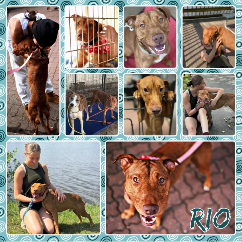 Enlarge Rio, a Adoptable mixed breed in Fort Smith, AR image 3/3