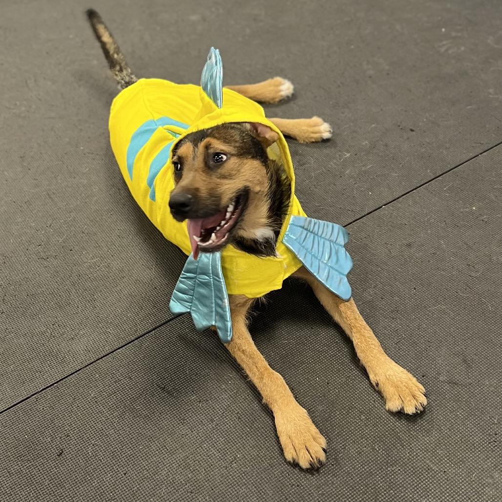 Enlarge Maggie, a Adoptable Mixed Breed in New York, NY image 1/6