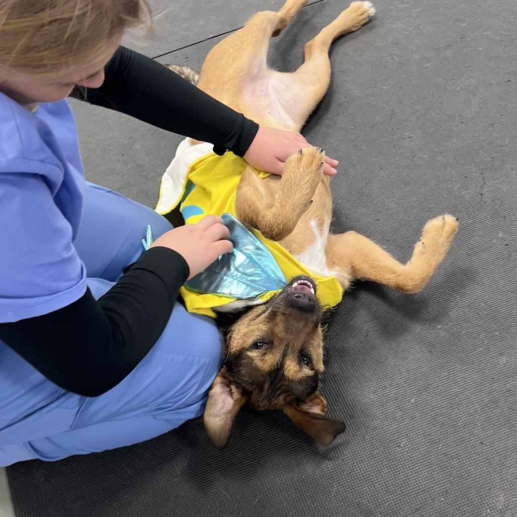 Enlarge Maggie, a Adoptable Mixed Breed in New York, NY image 4/6