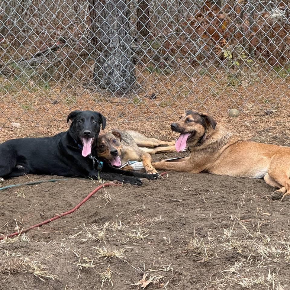 Enlarge Maggie, a Adoptable Mixed Breed in New York, NY image 6/6