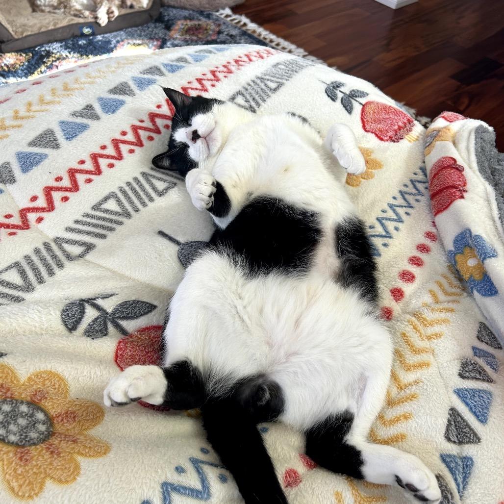 Smiley, Adoptable, Senior Male Domestic Short Hair.