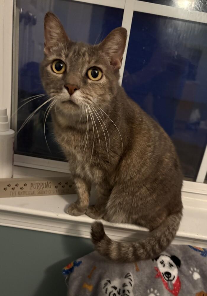 Lindsey, Adoptable, Adult Female Domestic Short Hair.