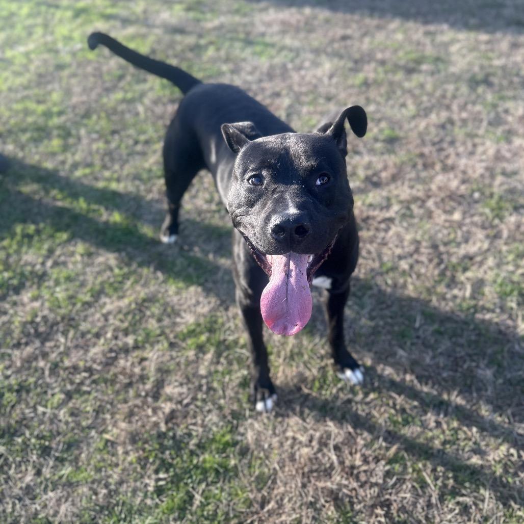 Enlarge Torres, a Adoptable Mixed Breed in Columbiana, AL image 1/6