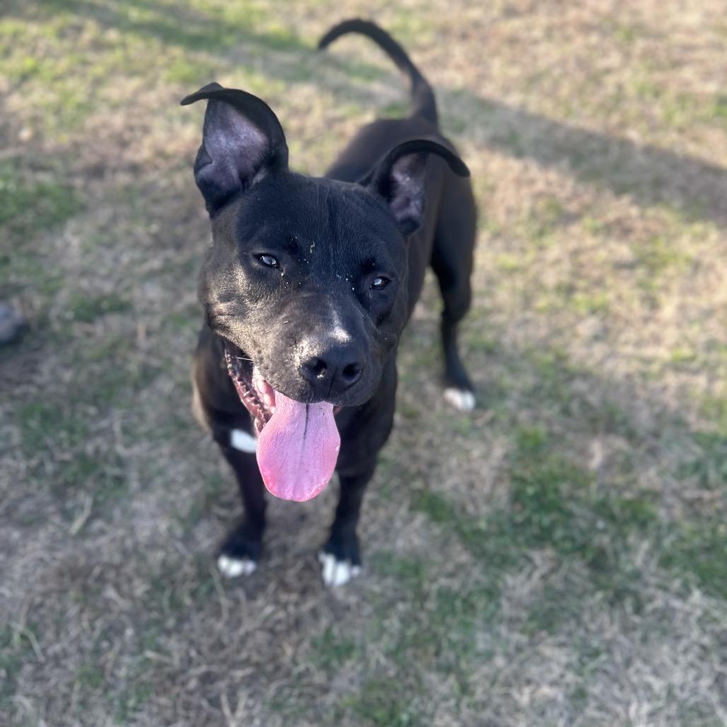Enlarge Torres, a Adoptable Mixed Breed in Columbiana, AL image 4/6