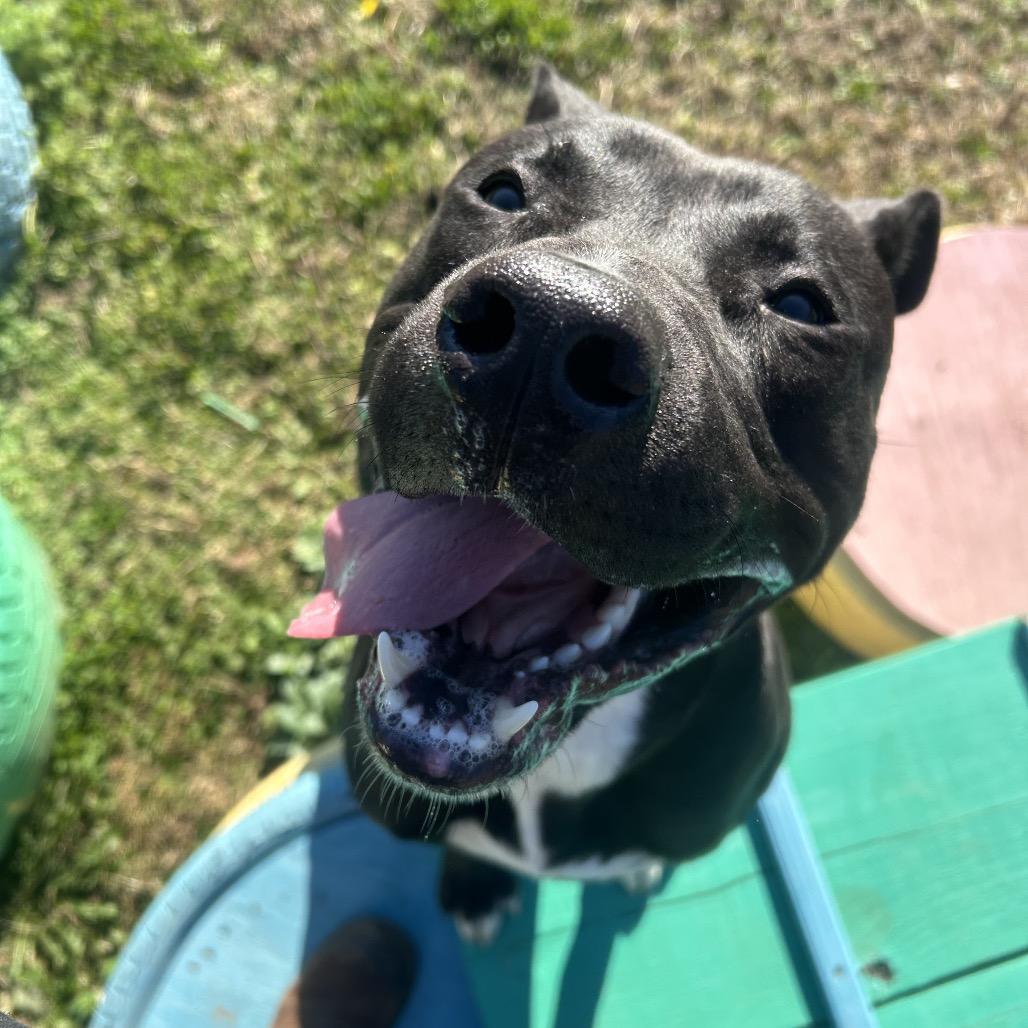 Enlarge Torres, a Adoptable Mixed Breed in Columbiana, AL image 5/6