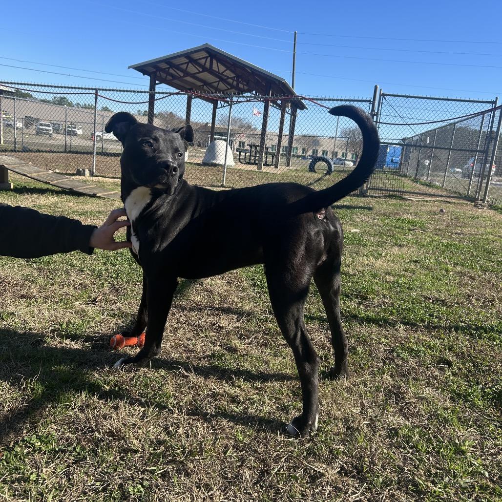 Enlarge Torres, a Adoptable Mixed Breed in Columbiana, AL image 6/6
