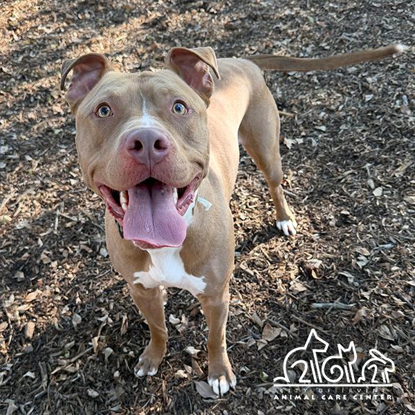 Enlarge JAXSON, a Adoptable Pit Bull Terrier in Irvine, CA image 1/1