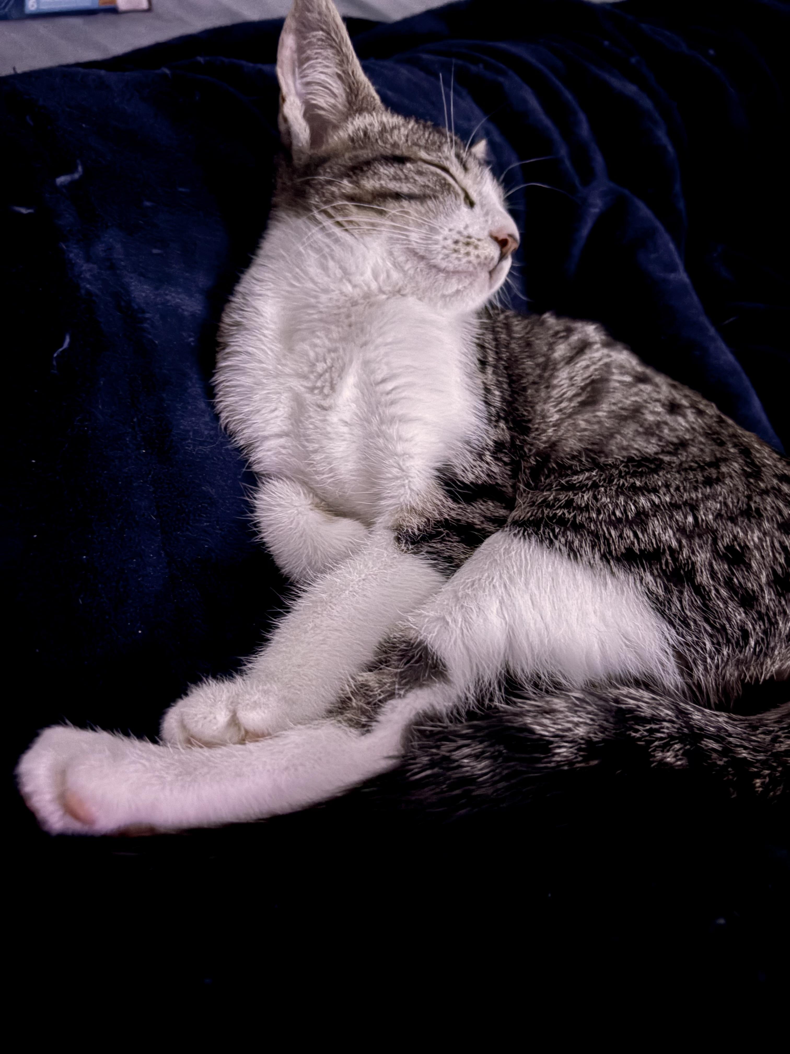Enlarge Oscar the Meow-Must be adopted as a buddy cat, a Adoptable Domestic Short Hair in Toronto, ON image 2/3
