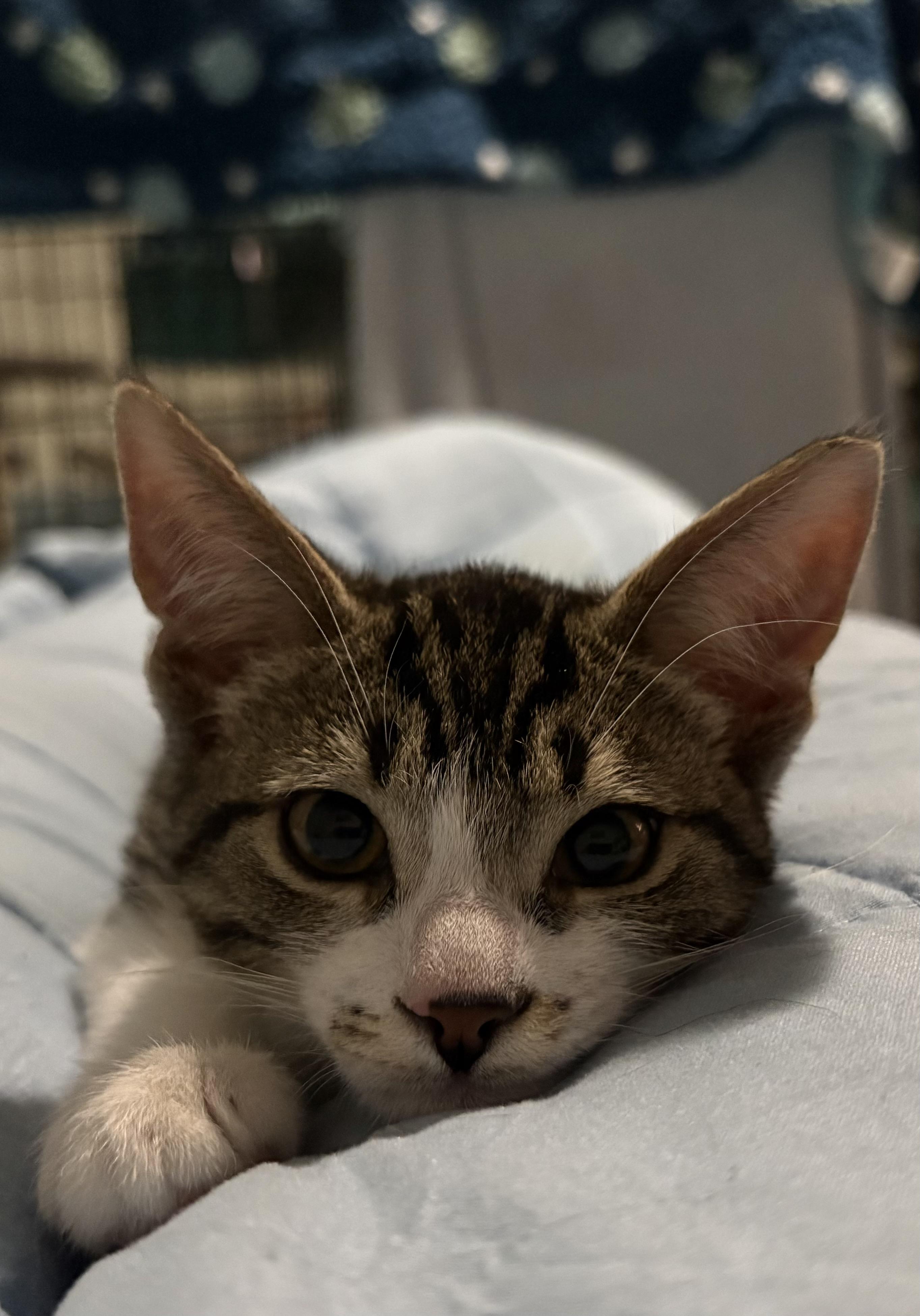 Enlarge Oscar the Meow-Must be adopted as a buddy cat, a Adoptable Domestic Short Hair in Toronto, ON image 1/3