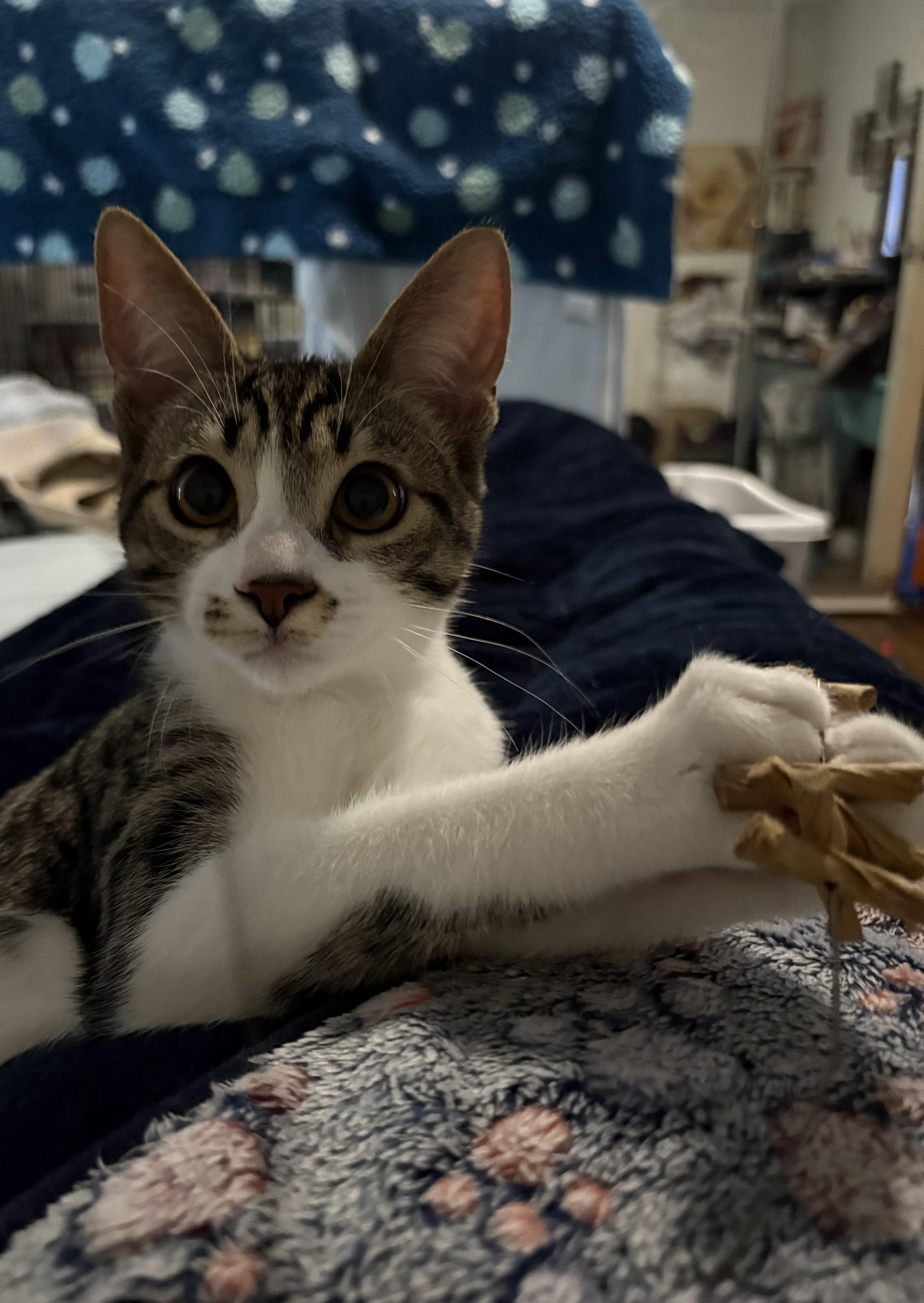 Enlarge Oscar the Meow-Must be adopted as a buddy cat, a Adoptable Domestic Short Hair in Toronto, ON image 3/3