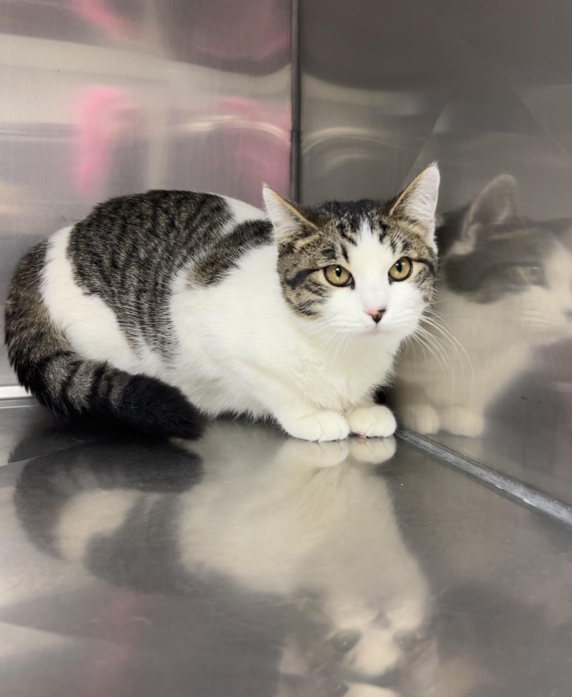 Enlarge Sturgeon, a ADOPTABLE mixed breed in Montville, NJ image 2/2