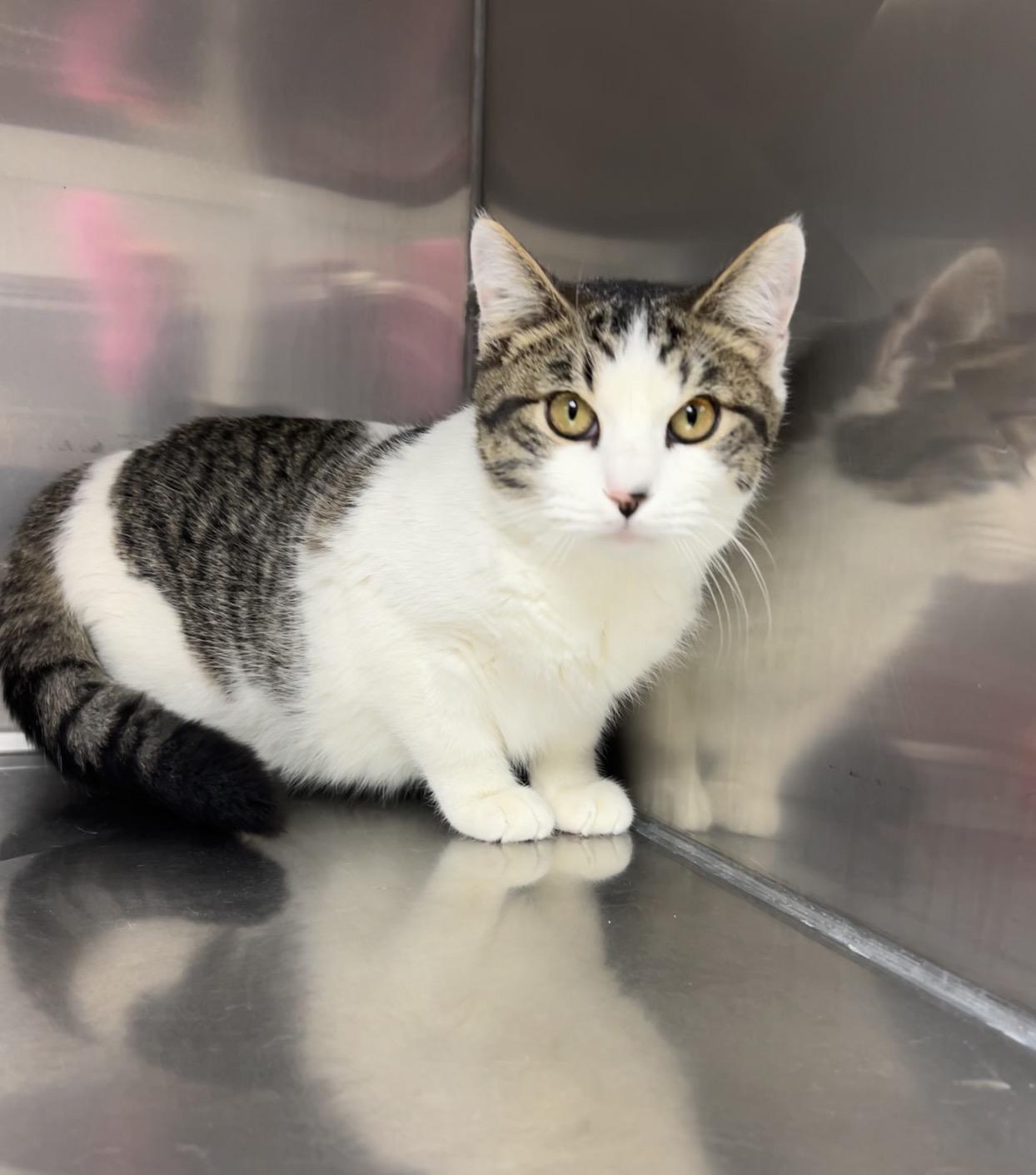 Sturgeon, ADOPTABLE, Young Male Domestic Short Hair & Tabby.