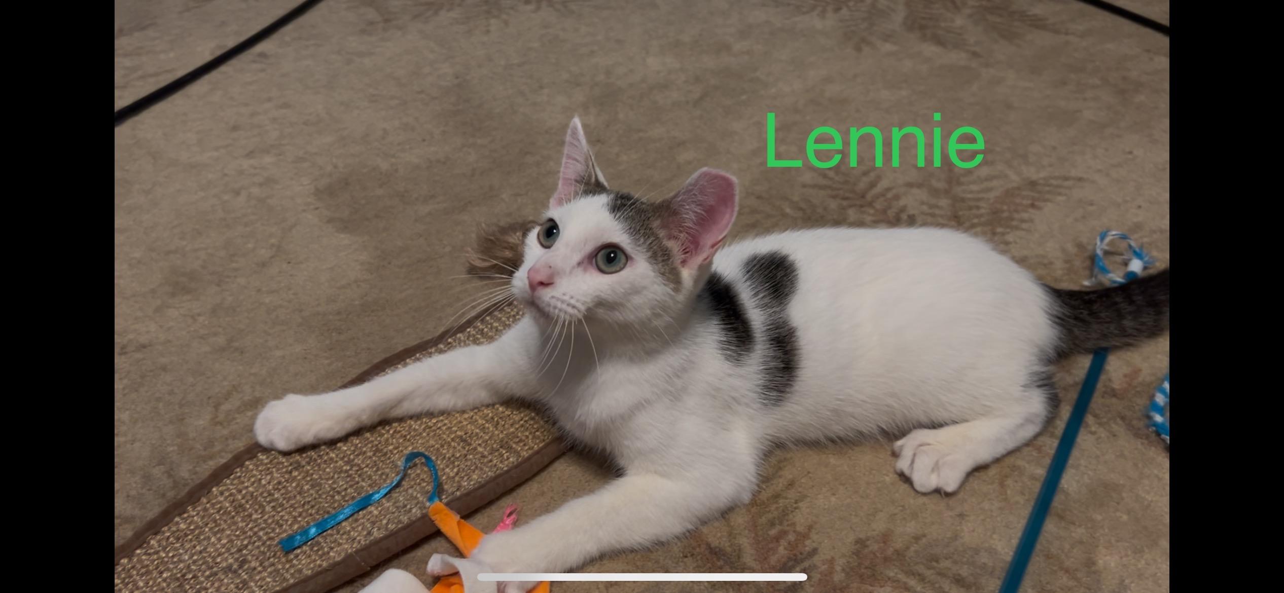 Enlarge Lennie , an adopted Domestic Short Hair in Roachdale, IN image 1/2