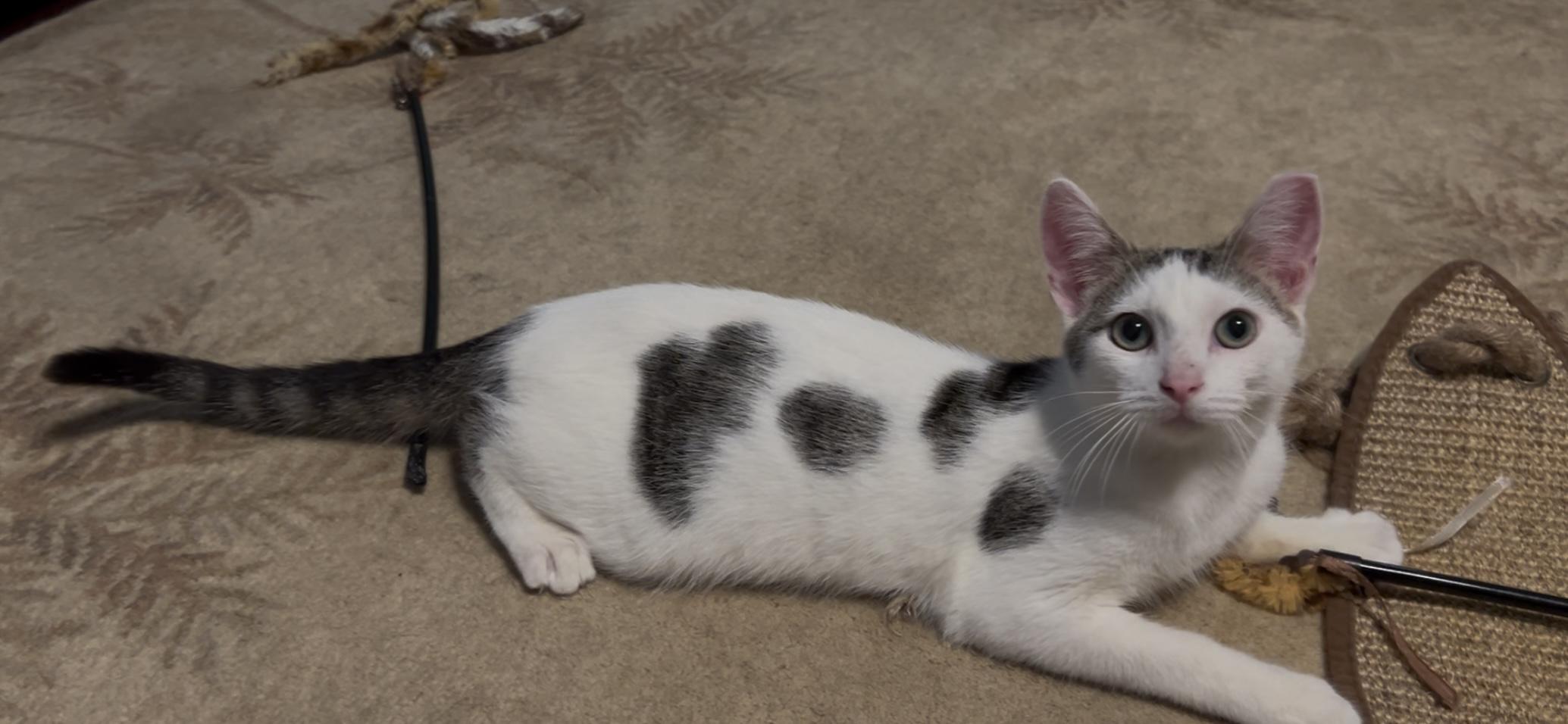 Enlarge Lennie , an adopted Domestic Short Hair in Roachdale, IN image 2/2