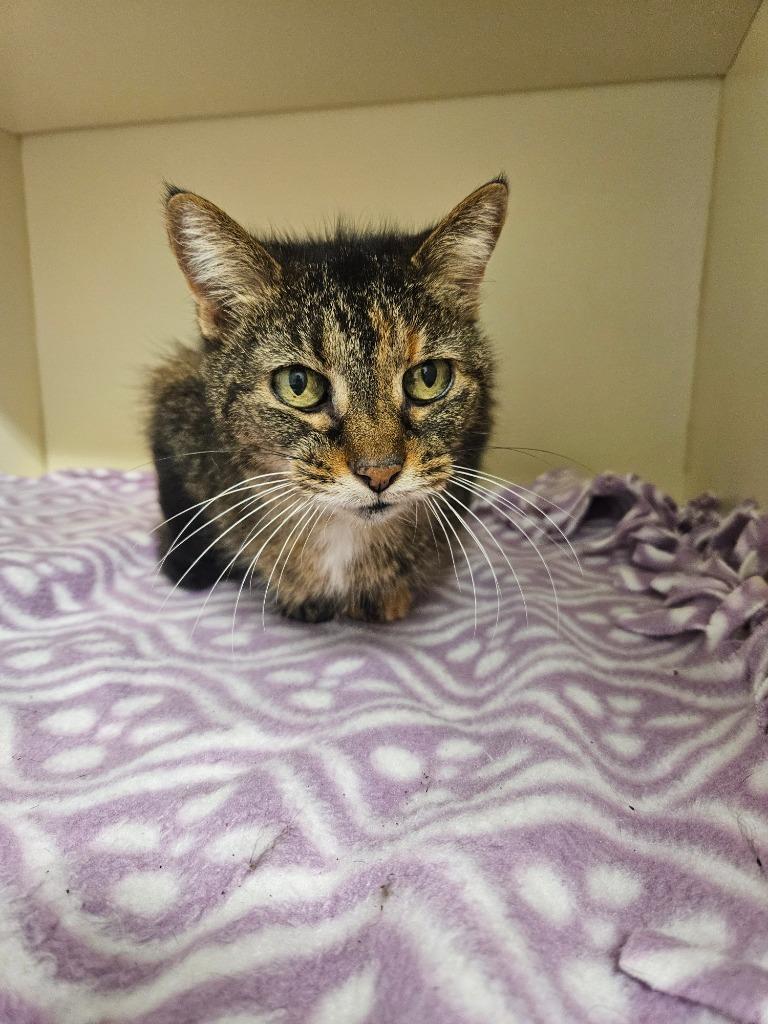 Enlarge Charli, a Adoptable mixed breed in Bloomington, IN image 1/6