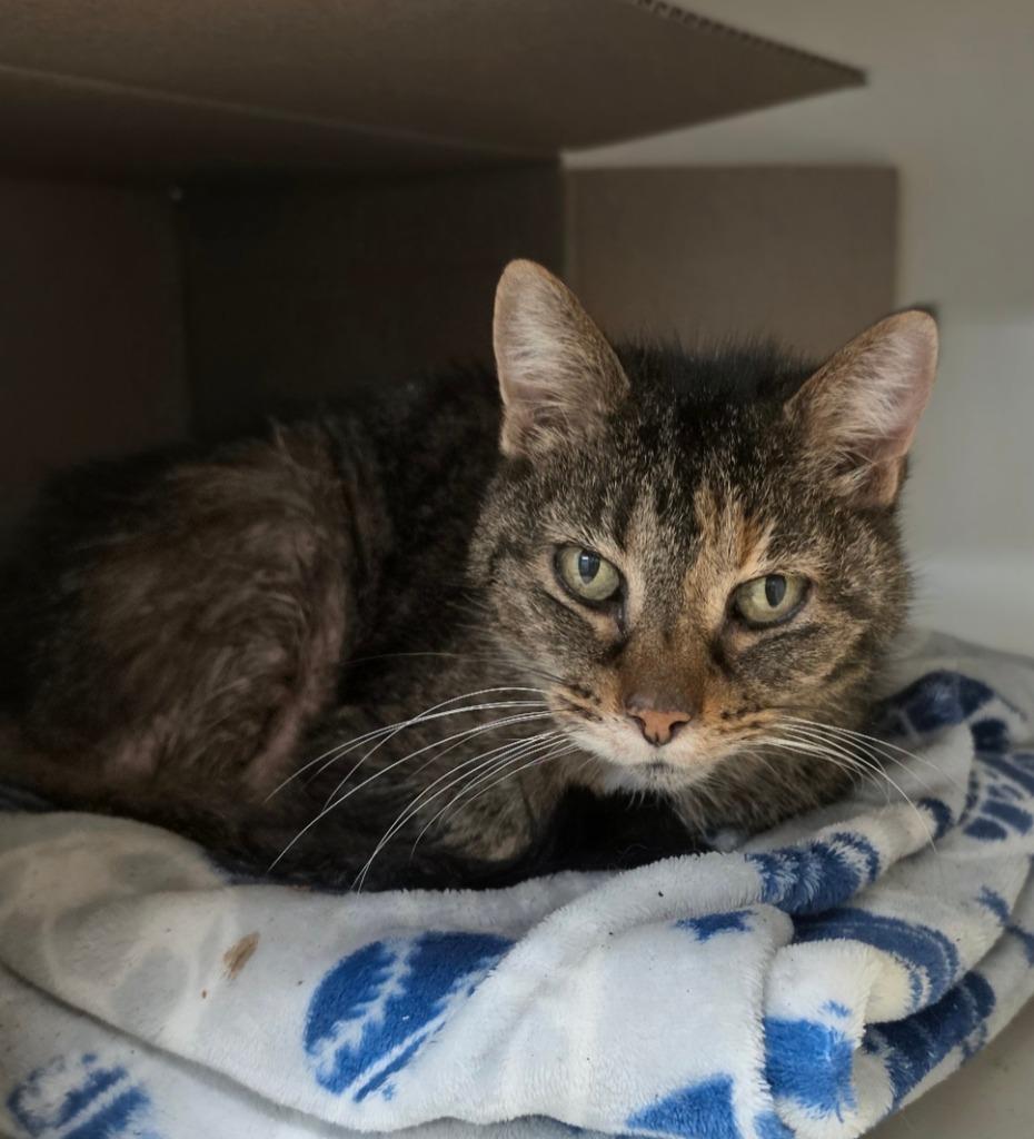 Enlarge Charli, a Adoptable mixed breed in Bloomington, IN image 2/6
