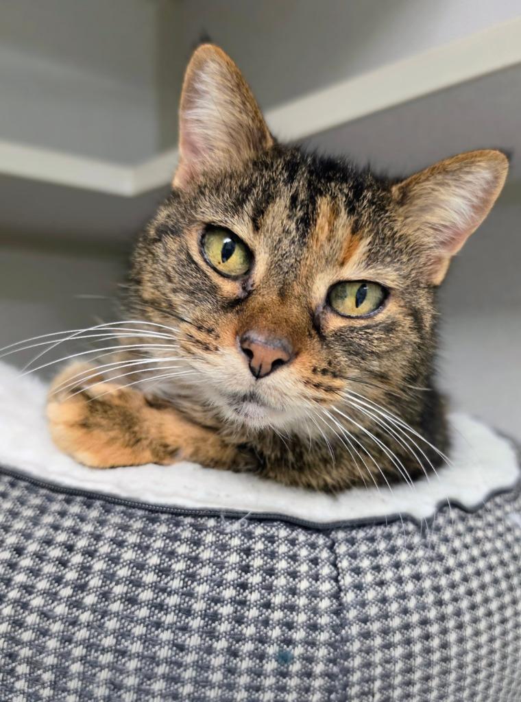 Enlarge Charli, a Adoptable mixed breed in Bloomington, IN image 6/6