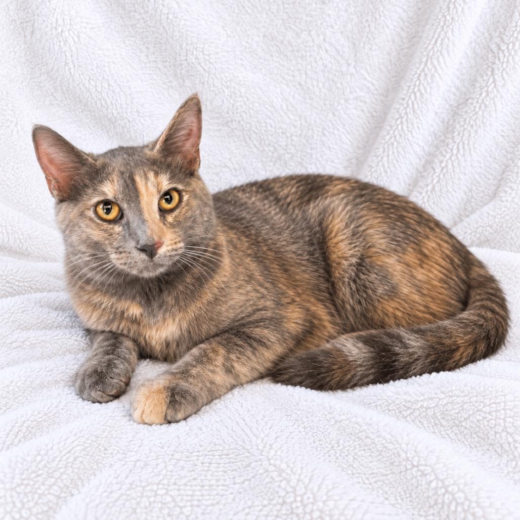 Maple, Adoptable, Young Female Domestic Short Hair.