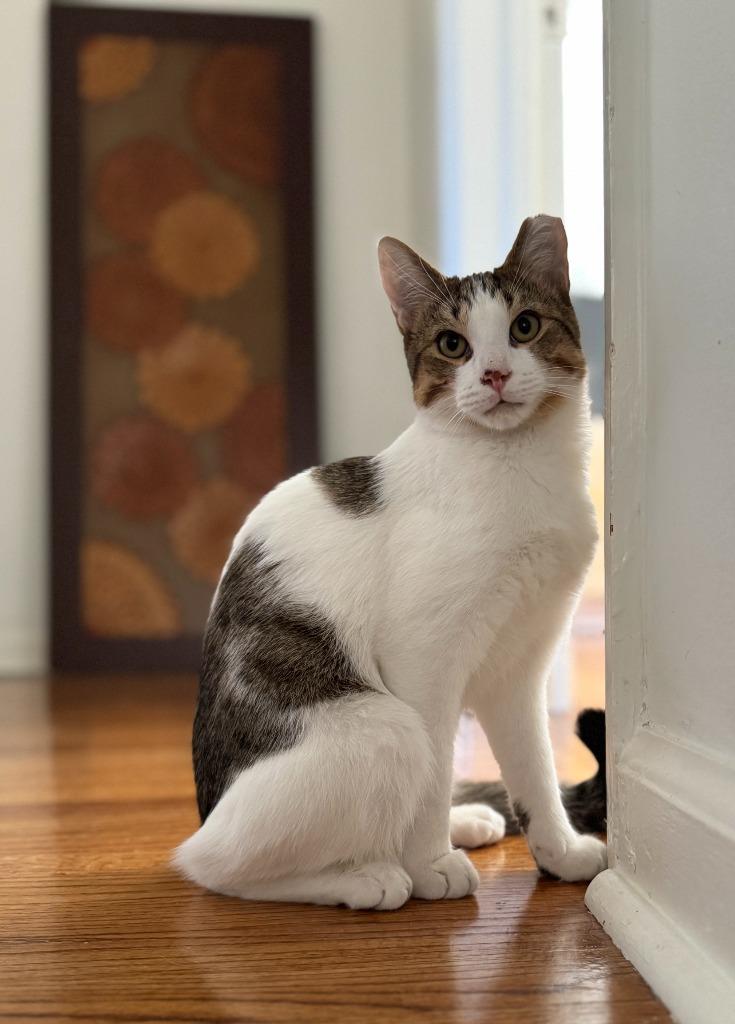 Enlarge Benny, a Adoptable mixed breed in Evans, GA image 2/2