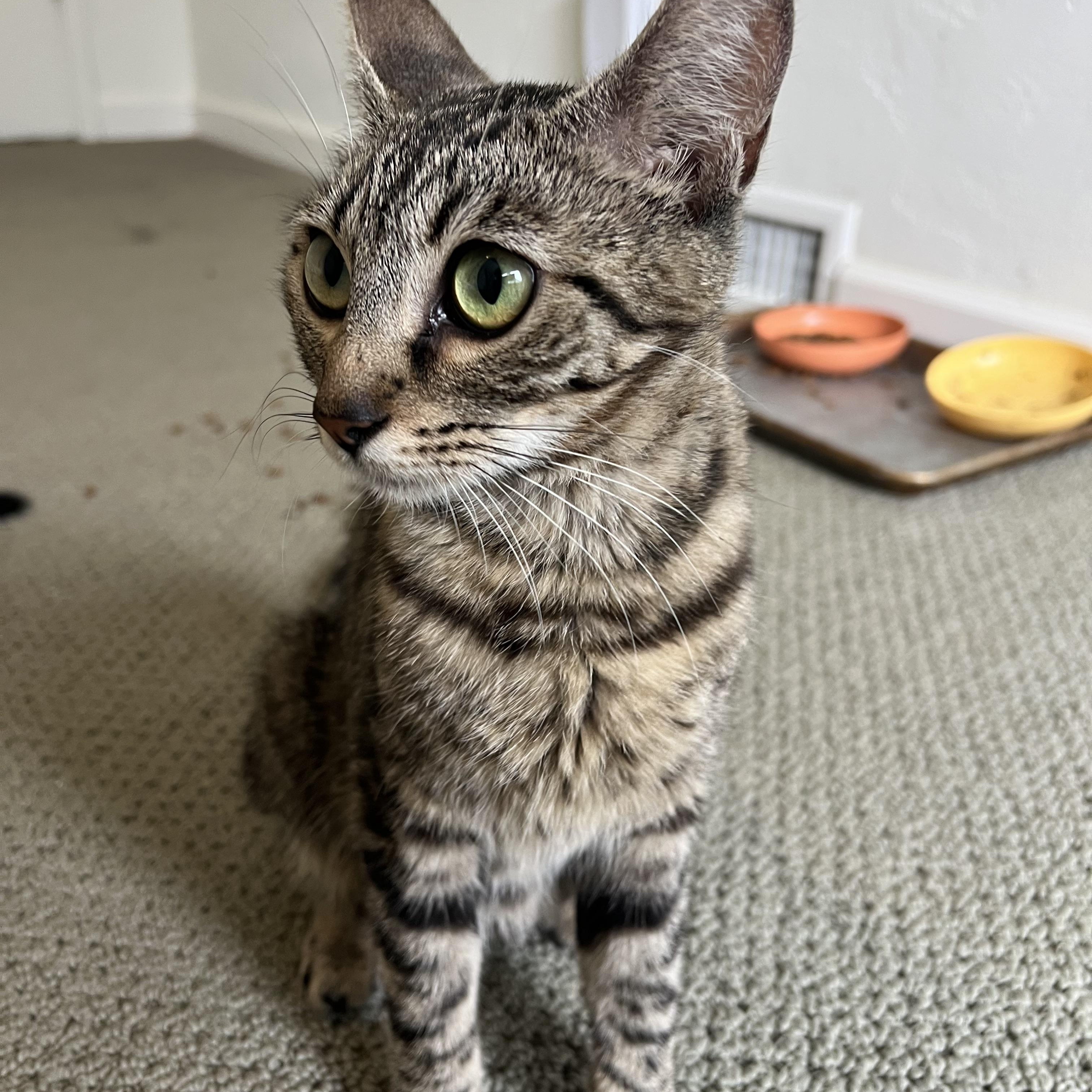 Minerva