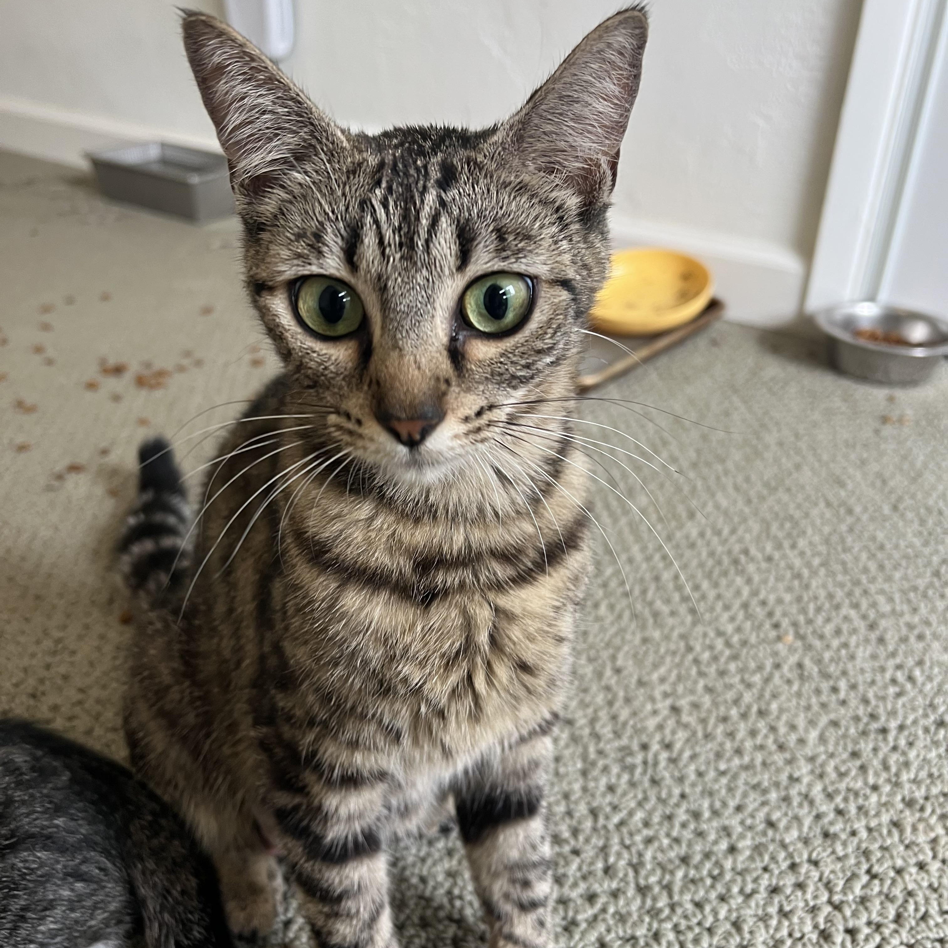 Minerva