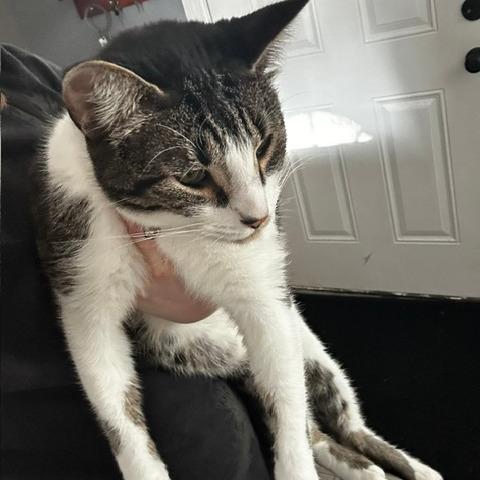 Joshua, Adoptable, Senior Male Domestic Short Hair.