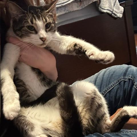 Joshua, a Adoptable Domestic Short Hair in debary, FL image 2/3