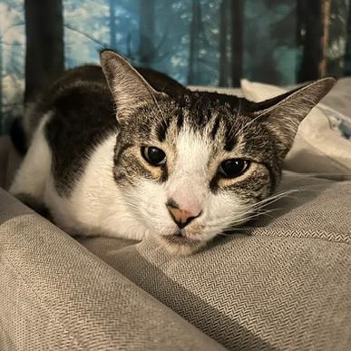 Joshua, a Adoptable Domestic Short Hair in debary, FL image 3/3