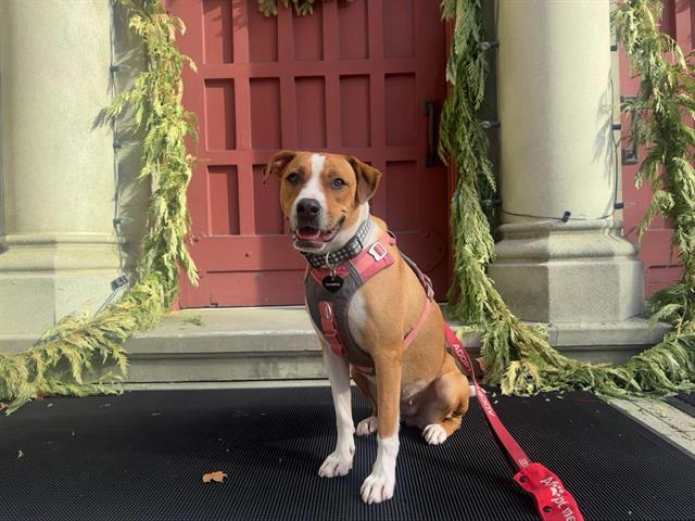 POOKIE, Adoptable, Young Female Pit Bull Terrier & Mixed Breed.