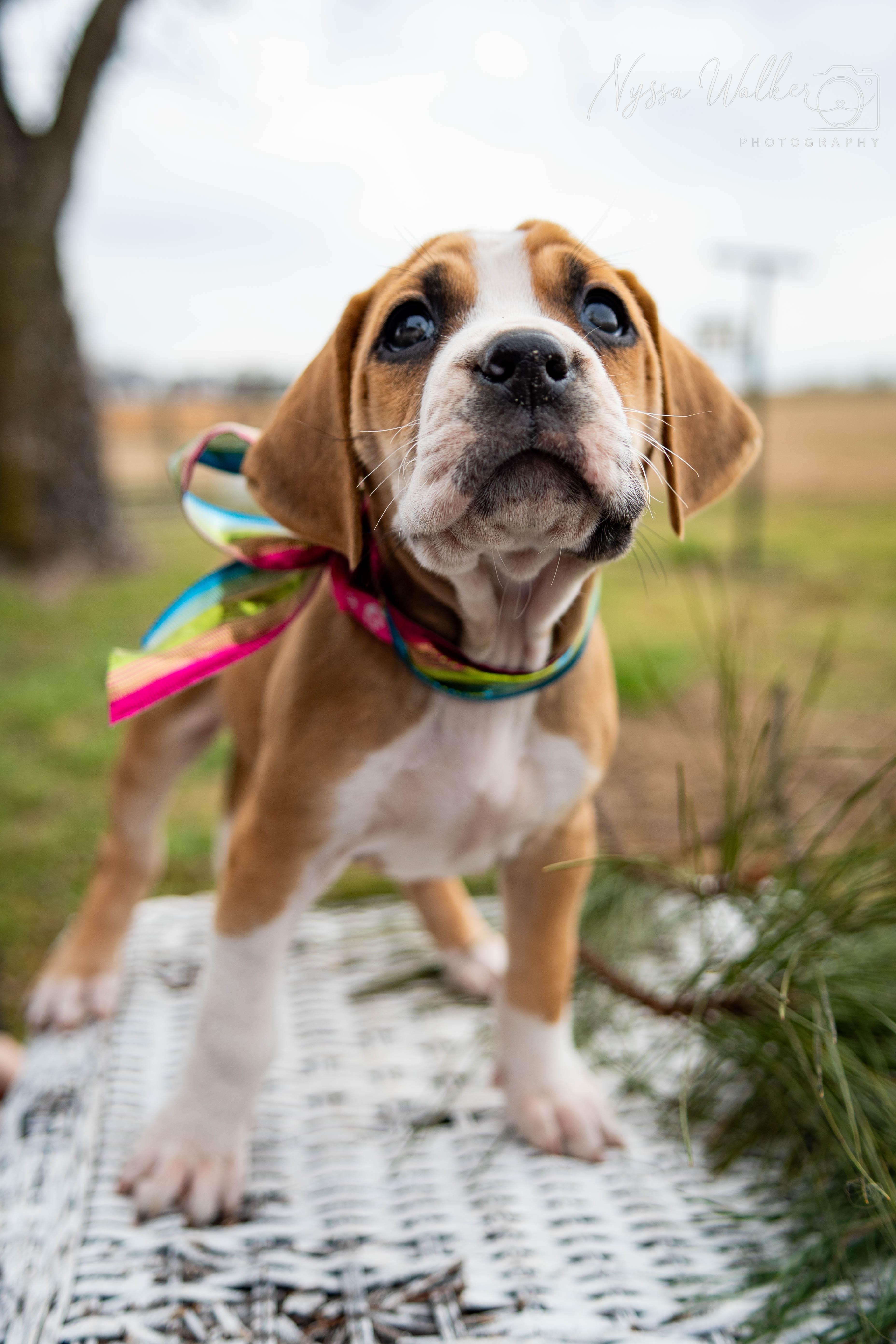 Enlarge Balsam (Female), a Adoptable English Coonhound in TULSA, OK image 3/5