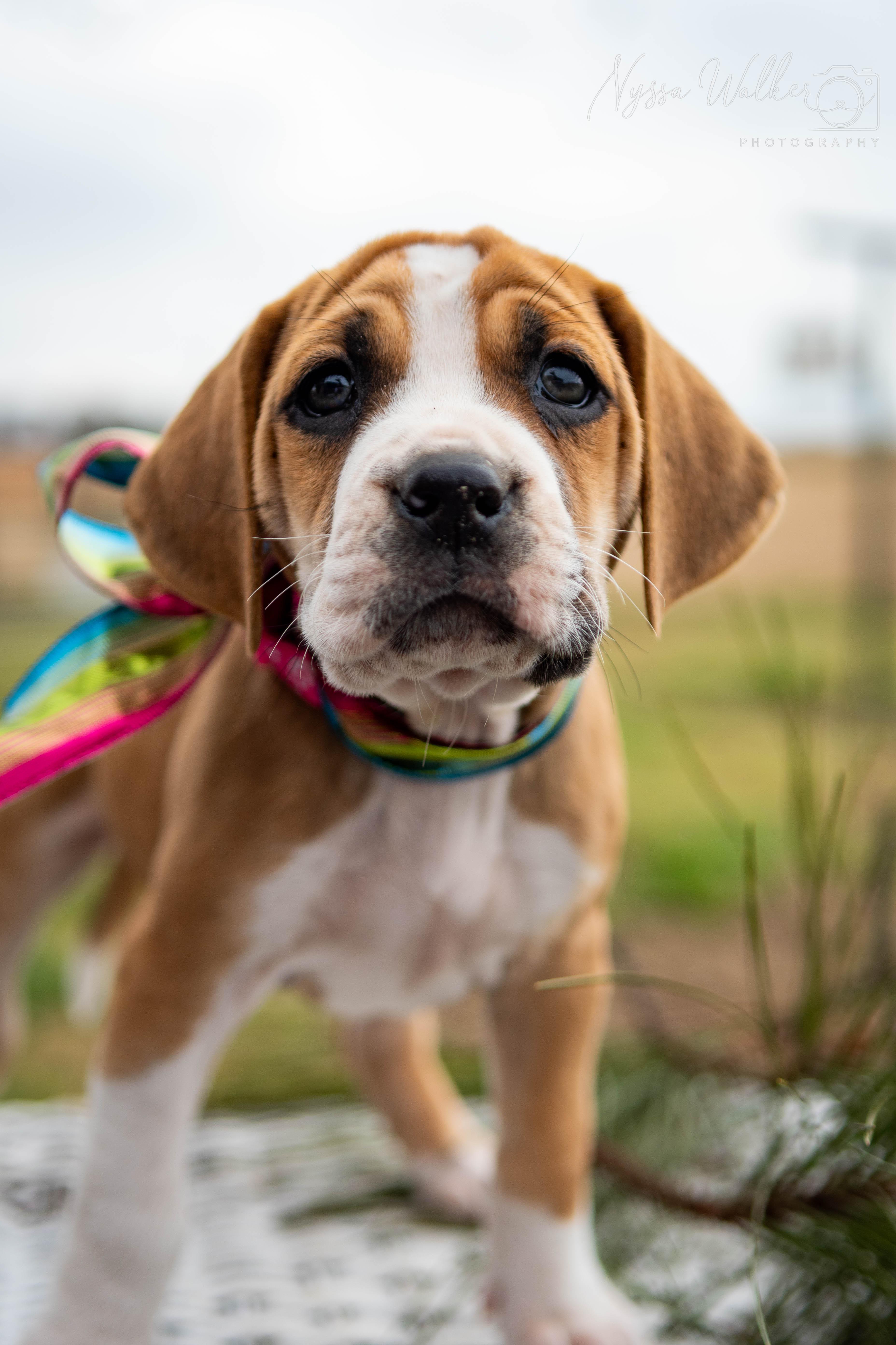 Enlarge Balsam (Female), a Adoptable English Coonhound in TULSA, OK image 2/5