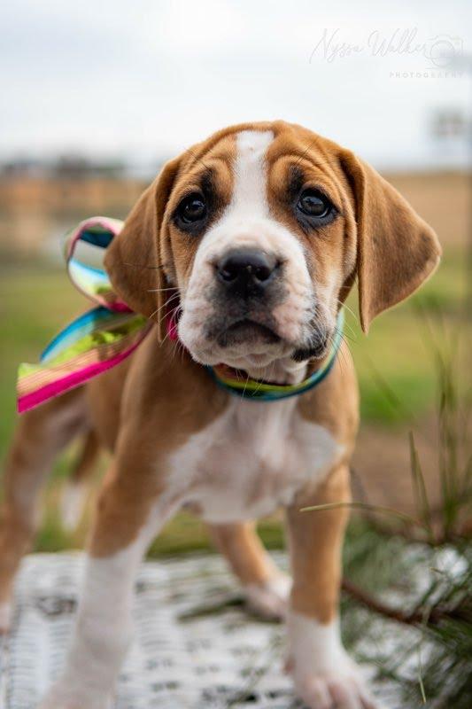 Enlarge Balsam (Female), a Adoptable English Coonhound in TULSA, OK image 4/5