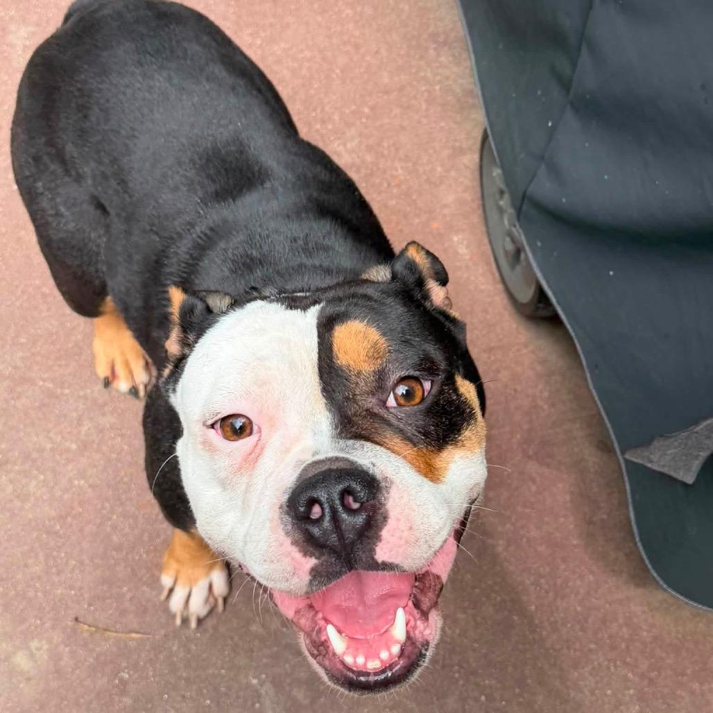 Enlarge Ella, an adopted English Bulldog in Columbus, OH image 6/6
