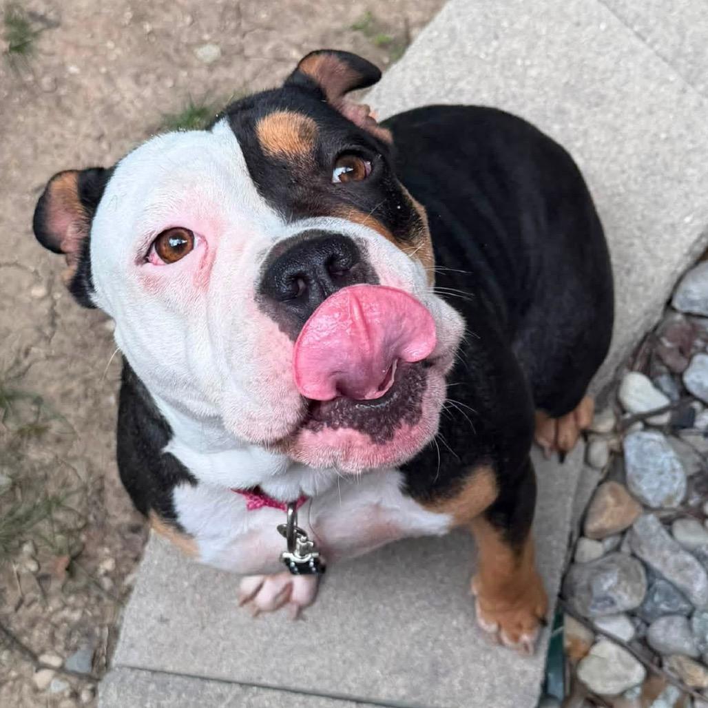 Enlarge Ella, an adopted English Bulldog in Columbus, OH image 3/6