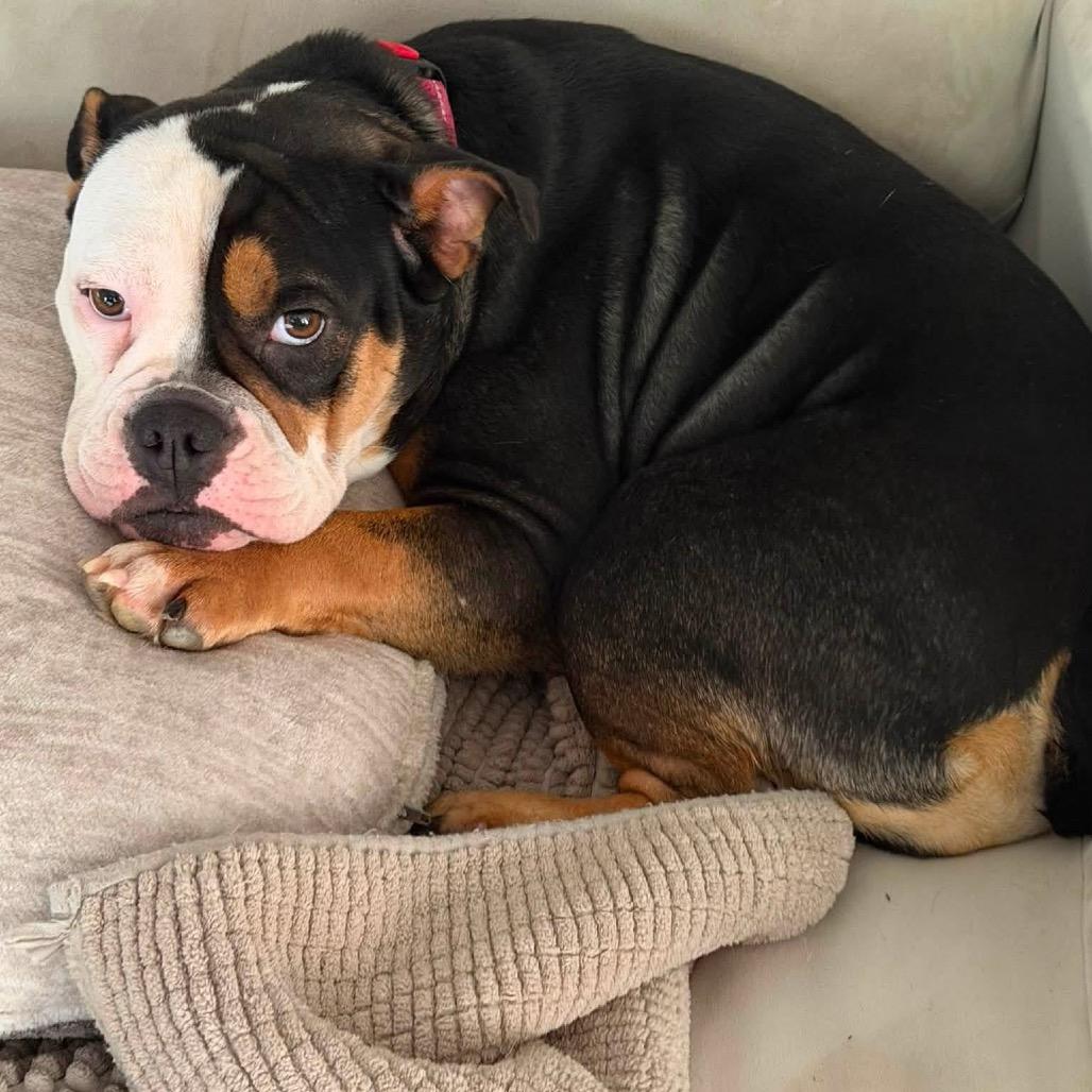 Enlarge Ella, an adopted English Bulldog in Columbus, OH image 1/6