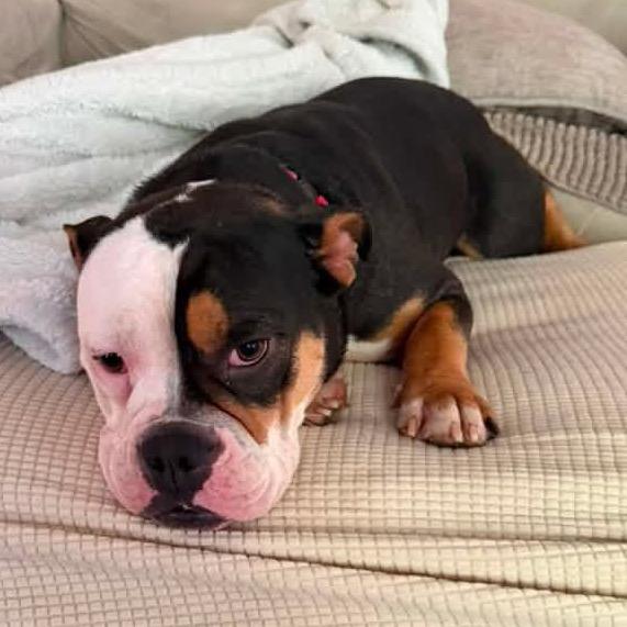 Enlarge Ella, an adopted English Bulldog in Columbus, OH image 2/6