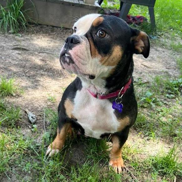 Enlarge Ella, an adopted English Bulldog in Columbus, OH image 5/6