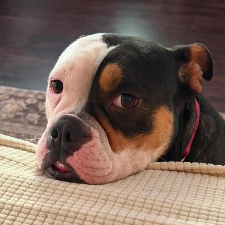 Enlarge Ella, an adopted English Bulldog in Columbus, OH image 4/6