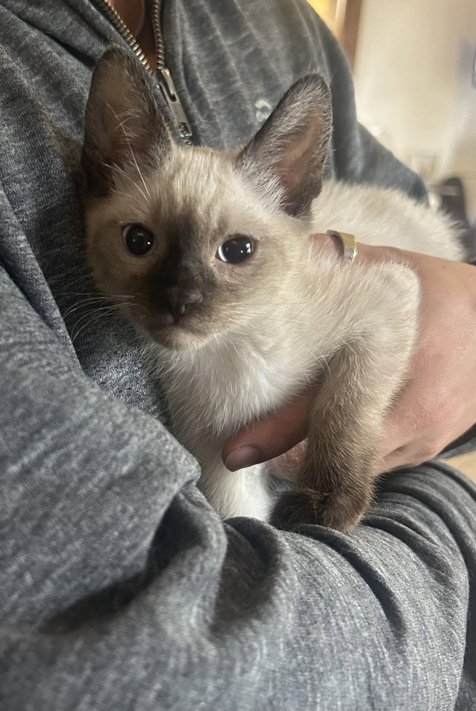 Enlarge YOLO Napa petco, a Adopted Siamese in Napa, CA image 1/1