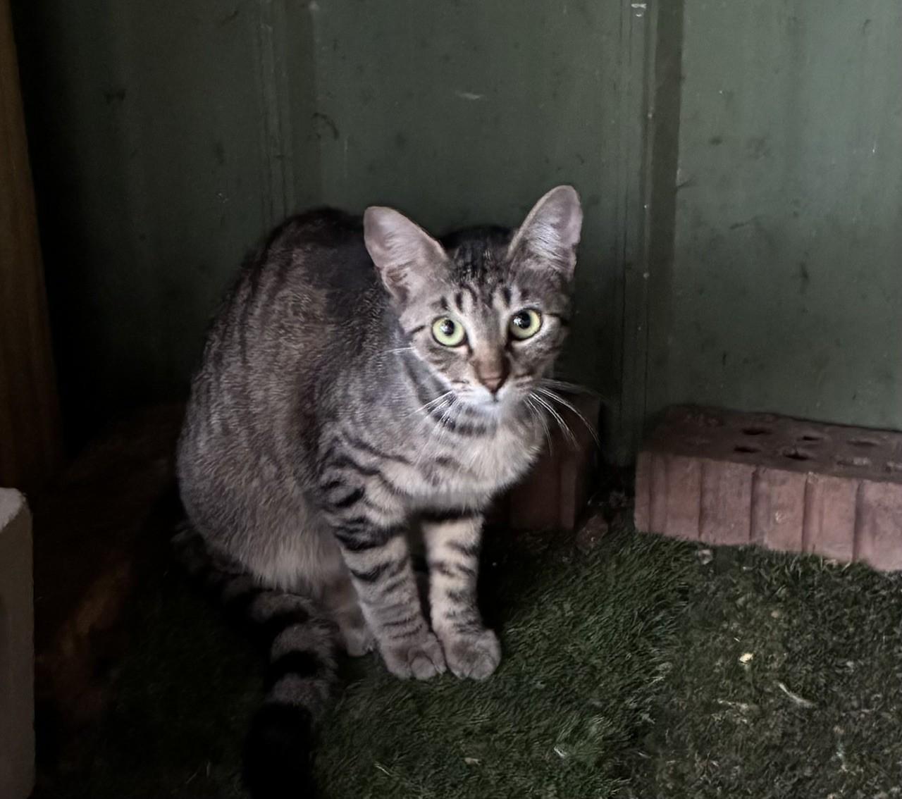 Jasper, Adoptable, Adult Male Domestic Short Hair.