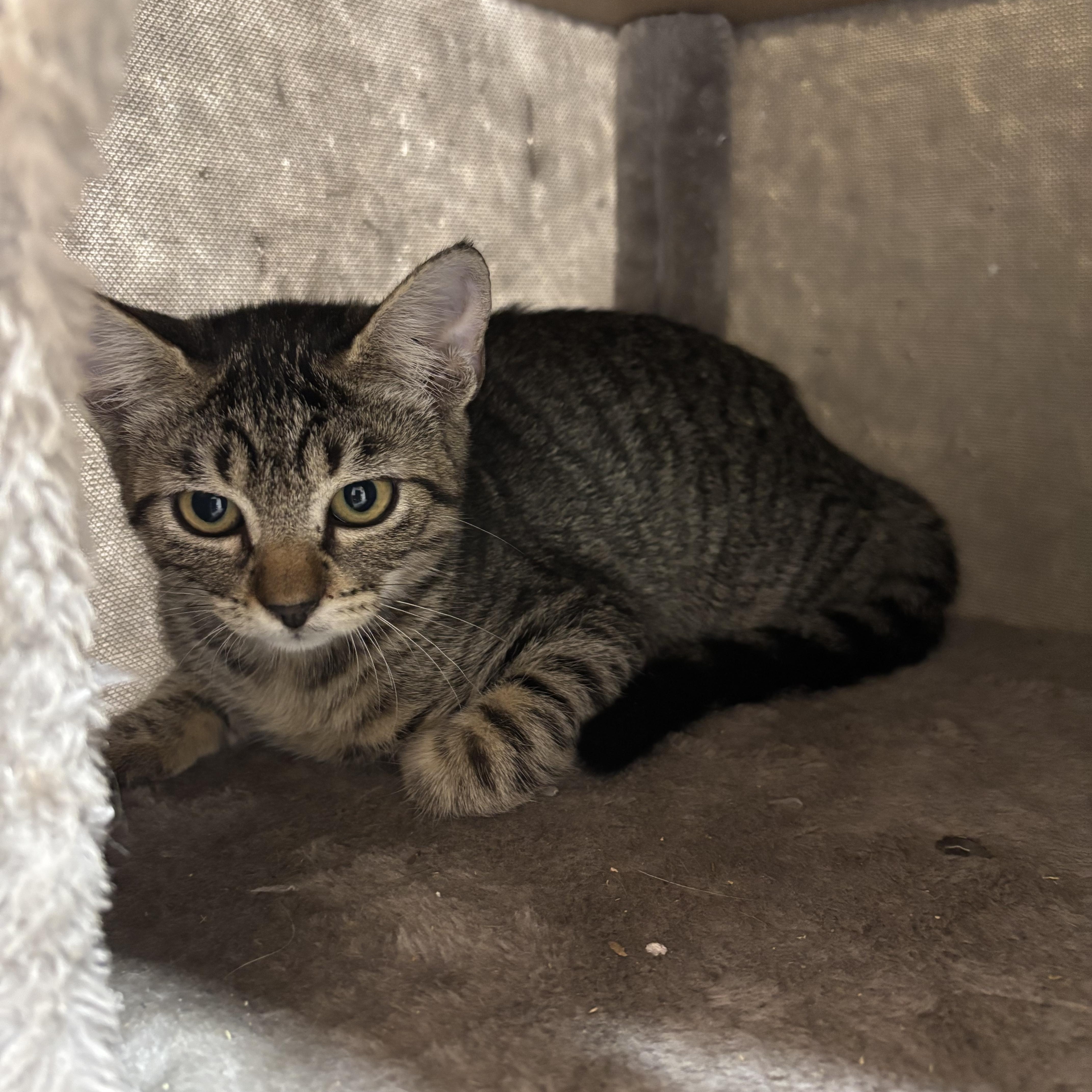 Loki, Adoptable, Young Female American Shorthair.