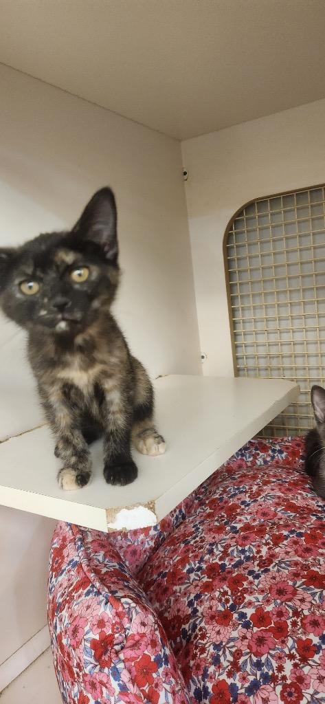 Samoa, Adopted, Kitten Female Domestic Short Hair.