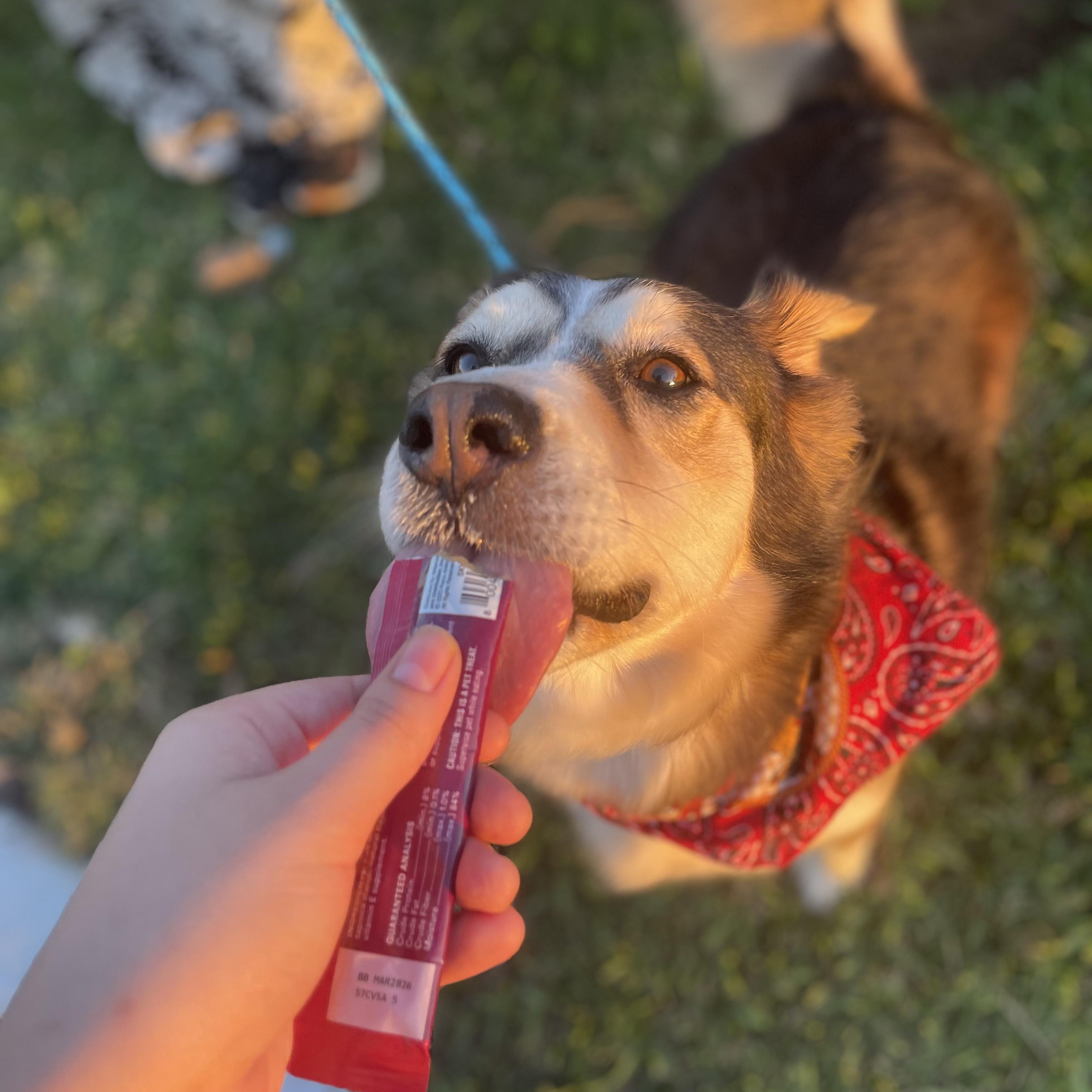 Enlarge Kanye, a Adoptable mixed breed in Puerto Vallarta, JAL image 1/6
